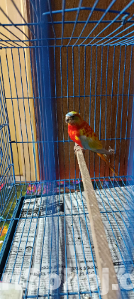 Turquoisine Paraket Red Fronted Opaline